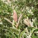 Salix integra 'Hakuro Nishiki' feuille P18 P19